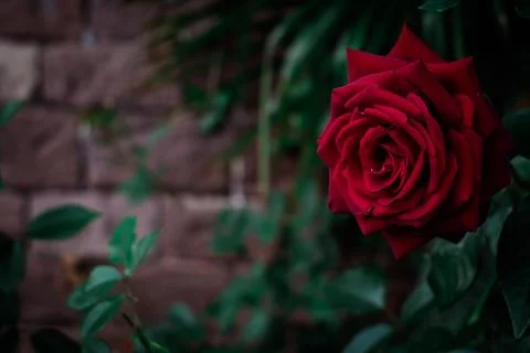 Rose in a Garden Stock Photos