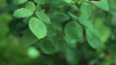 Rose in garden rack focus with rain drops Видео 10810239