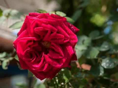 Rose in garden with rain drops Stock Photos