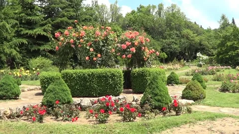Rose garden in Saints Constantine and Helena resort Stock Footage 338092604