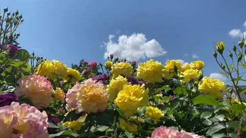 Rose garden in summer day. Video stock 155779487