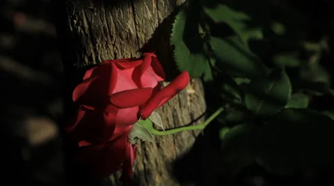 Rose in a garden at sunset Stock Footage 36117264