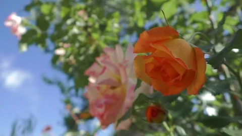 The rose in the garden sways in the wind 動画素材 110322037
