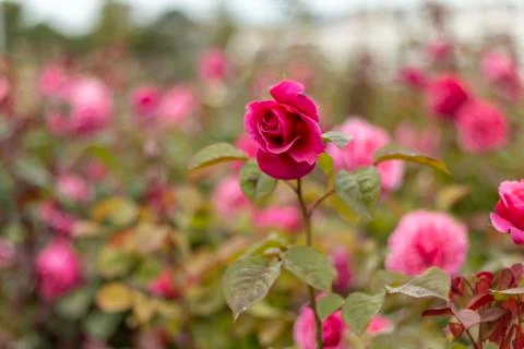 Rose garden with various roses (red rose, yellow rose, white rose, pink rose, Stock Photos