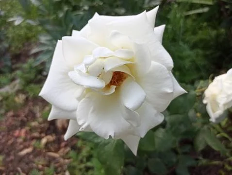 Rose in the garden (white) Stock Photos