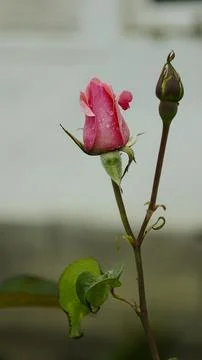 A rose in the garden, on whose delicate petals raindrops sparkle Stock Photos