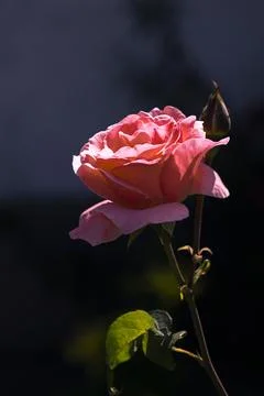A rose in the garden, on whose delicate petals raindrops sparkle Stock Photos