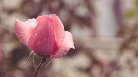 A rose in the garden, on whose delicate petals raindrops sparkle Stock Photos