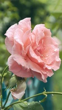 A rose in the garden, on whose delicate petals raindrops sparkle Stock Photos
