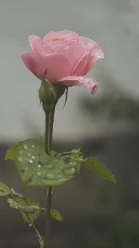 A rose in the garden, on whose delicate petals raindrops sparkle Stock Photos