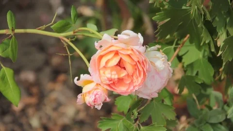 Rose garden wind Stock Footage 79830920