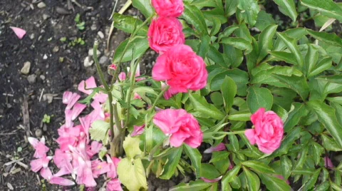 Rose garden3. Stock Footage 706509