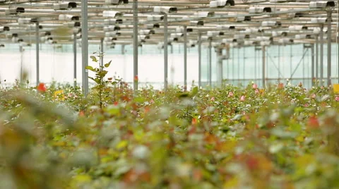 Rose gardens Vidéo 62529087