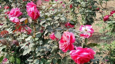 Rose Gardens Stock Footage 126268445