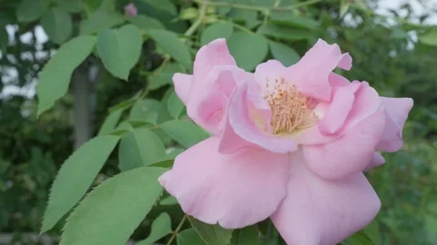 Rose gently rocking in the wind Stock Footage 282643919
