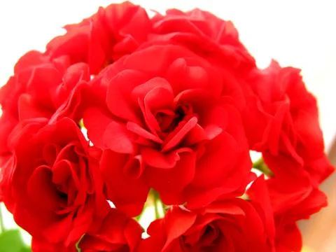 Rose geranium Stock Photos