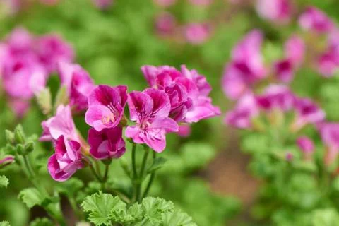 Rose Geranium Stock Photos