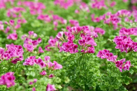 Rose Geranium Stock Photos
