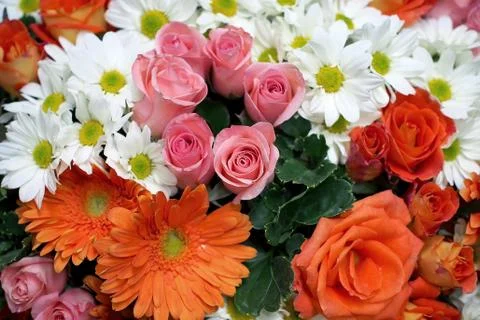 Rose gerbera daisy chrysanthemum Stock Photos
