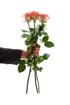 Rose gift Stock Photos