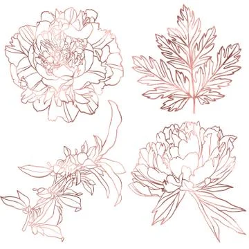 Rose gold elements set, hand drawn vector イラスト素材