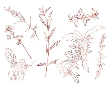 Rose gold elements set, hand drawn vector Stock Illustration