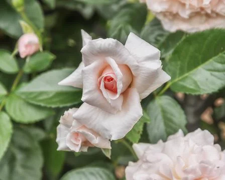 Rose Graciosa. Climbing rose with pastel pink to white flowers. Selected sort Stock Photos