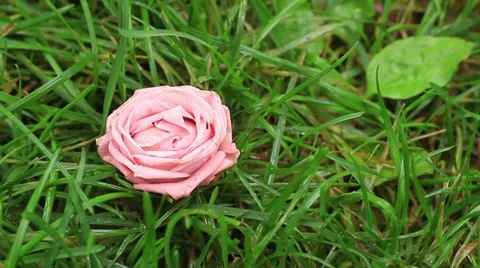 Rose in grass Stock Footage 31744937