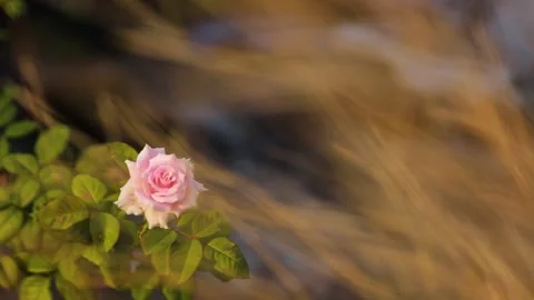 Rose in the grass Stock Footage 281712676