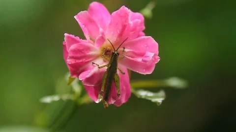 Rose with grasshoper Stock Footage 92428519