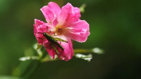 Rose with Grasshopper Stock Footage 92539688