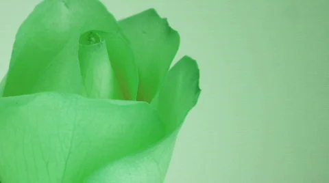 Rose green Stock Footage 563302