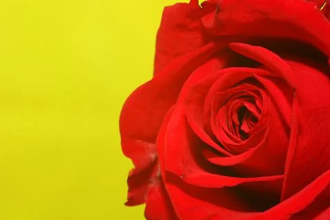 Rose-on-green Stock Photos