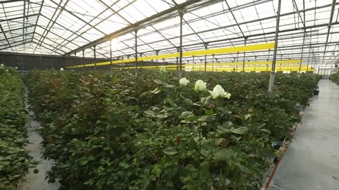 Rose greenhouse 4 Video stock 324813412