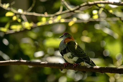 Rose grouned fruit dove in a tree Stock Photos