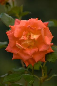 Rose growing Stock Photos