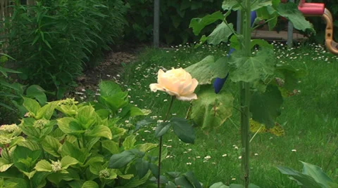 Rose is growing on the plot 库存影片 29442540