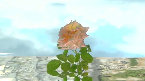 Rose grows up out of the water. Video stock 54792563