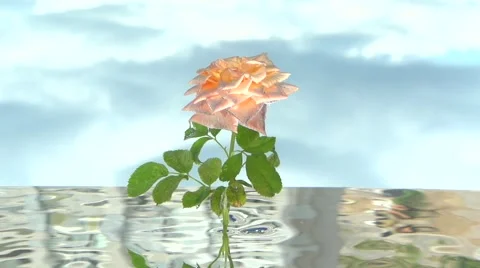 Rose grows up out of the water. Video stock 54799627