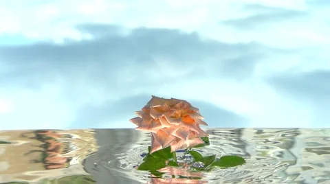 Rose grows up out of the water. Video stock 54799634