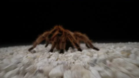 Rose Haired Pet Tarantula Macro Hairy Legs Vídeo Stock 137568382