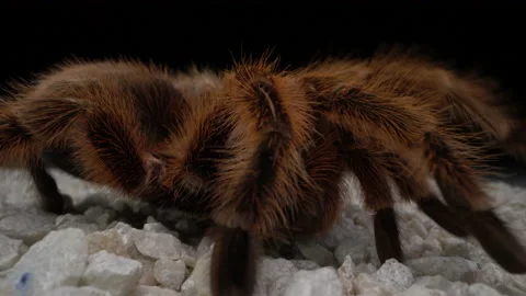 Rose Haired Pet Tarantula Walks in Studio Macro Stock Footage 137568413