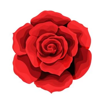 Rose hand drawing and colored. A blossoming rosebud. Vector illustration. Stock Illustration