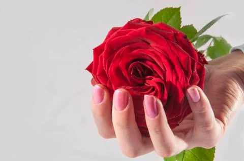 Rose in a hand Stock Photos