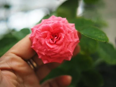 Rose in hand  Stock Photos