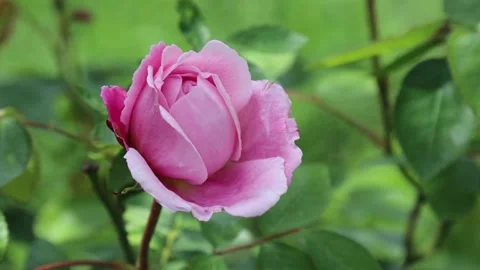 Rose hanging in the wind at garden Stock Footage 143709487