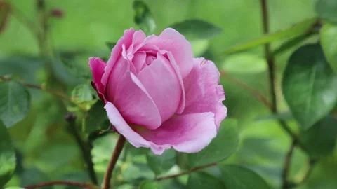 Rose hanging in the wind at garden Stock Footage 143709504