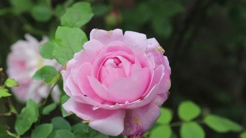 Rose hanging in the wind at garden Stock Footage 143709689
