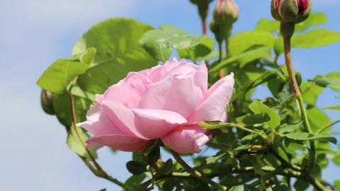 Rose hanging in the wind at garden Stock Footage 143710035