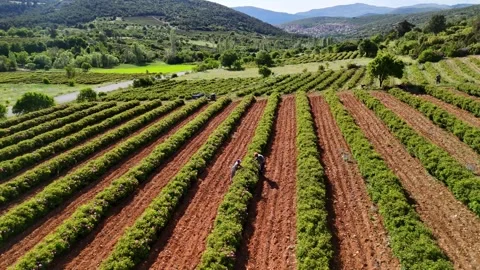 Rose Harvest Rows Stock Footage 337877295